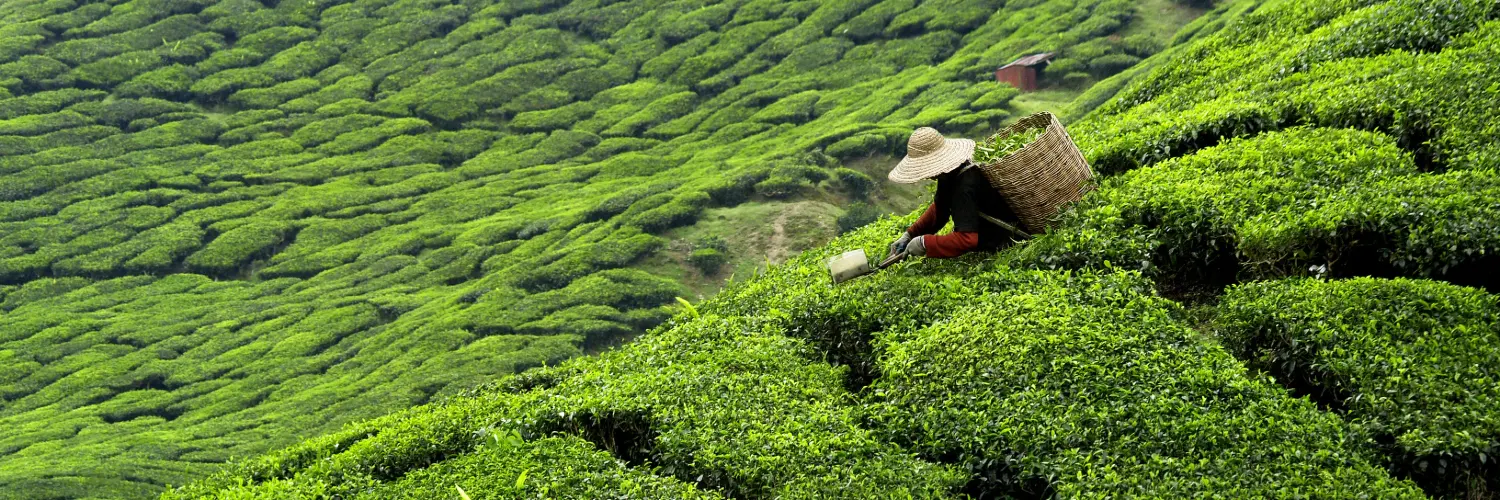 tea farm