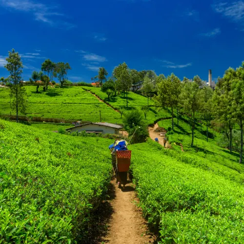 tea farm